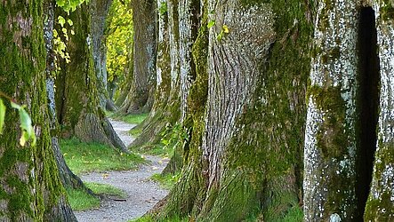 Waldweg Waldweg